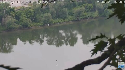 Hays Eagle does a loop de loop on the Monongahela River 2020 07 13