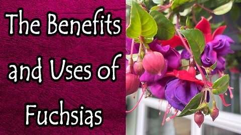 The Benefits and Uses of Fuchsias
