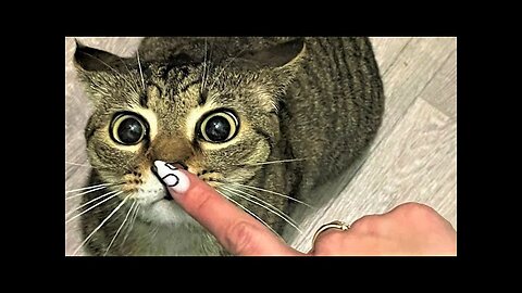 cute cats | funny cat | kitten