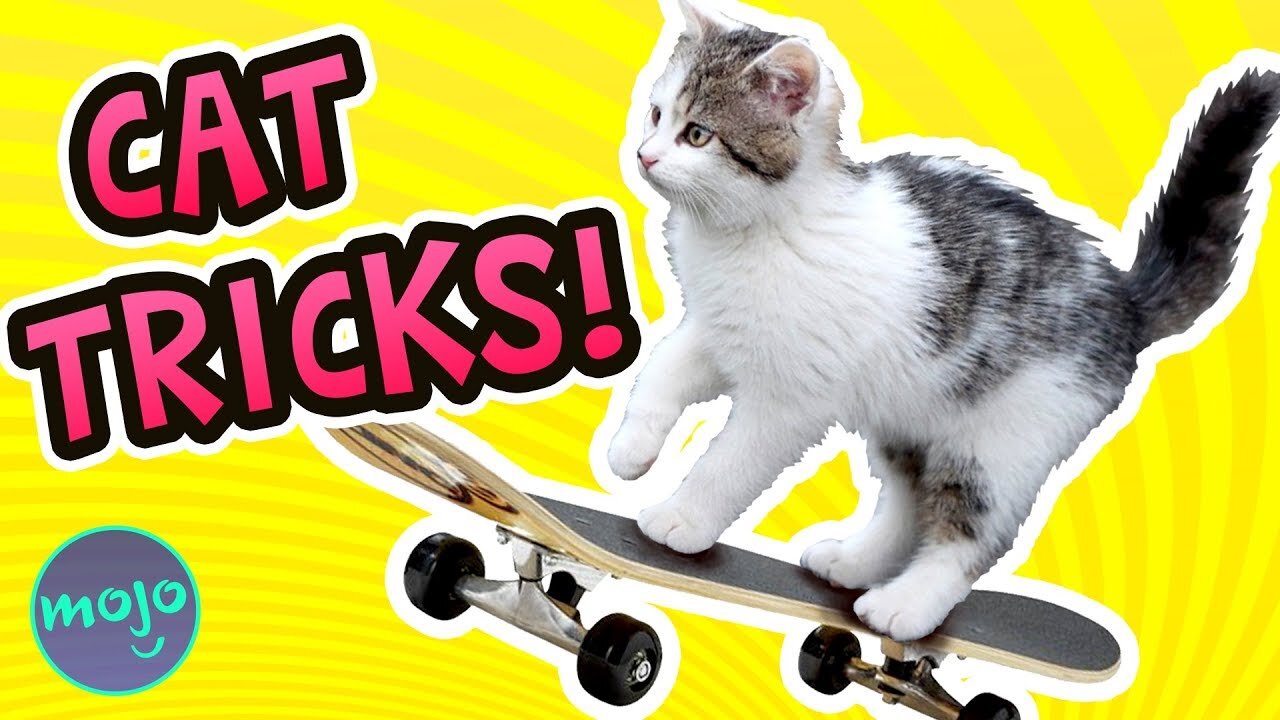 30 Tricks To Teach Your Cat