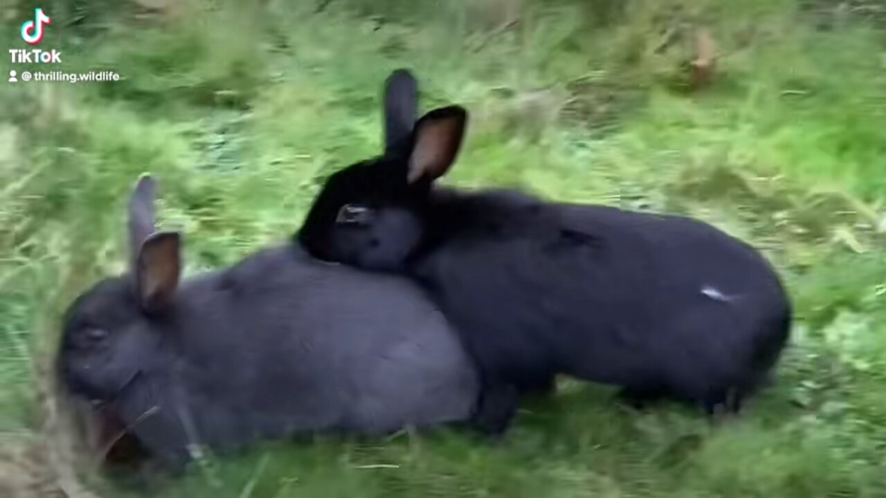 Naughty Bunnies 🐰 🙈🙊