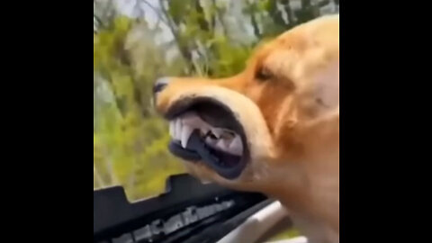 FUNNY ANIMALS - CATS & DOGS #002