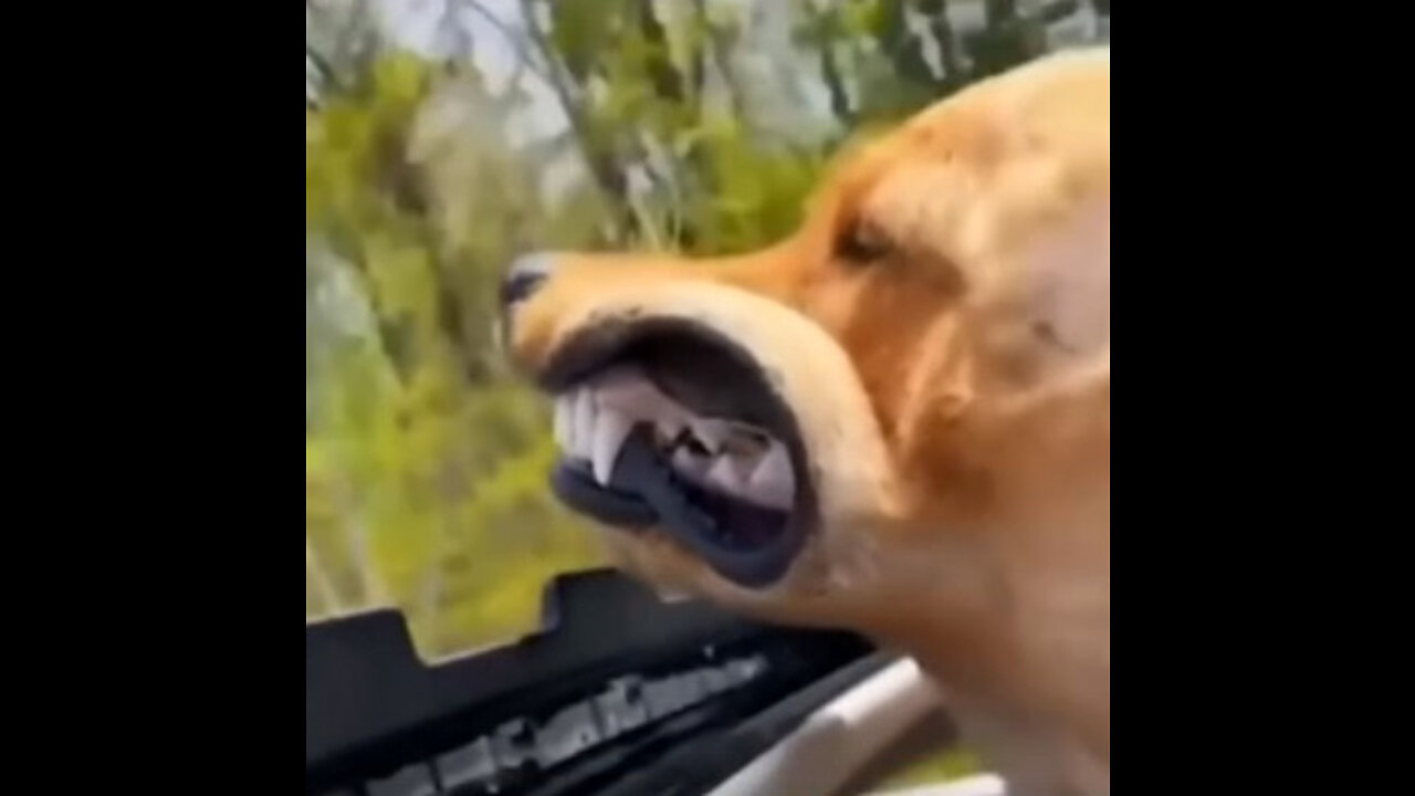 FUNNY ANIMALS - CATS & DOGS #002