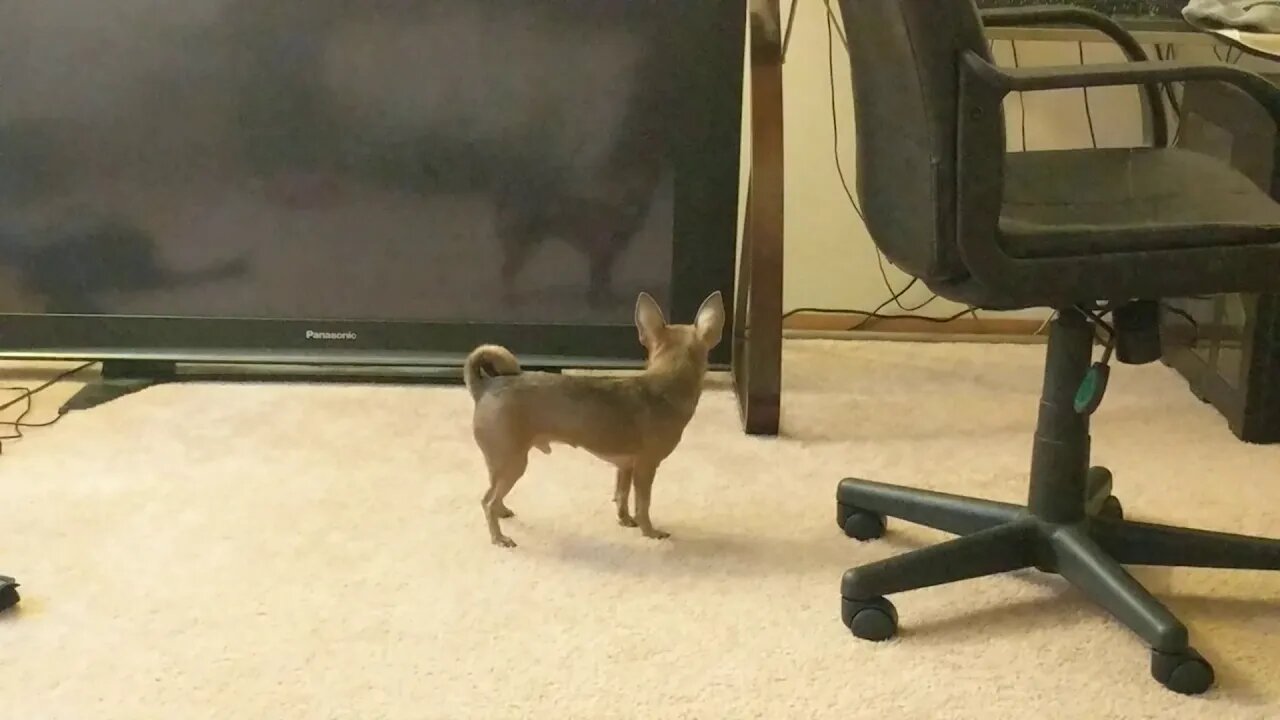 Zooming around with his reflection