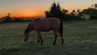 Horses Getting Their Morning Breakfast - Mokie Cat and Stewie Rabbit Visit