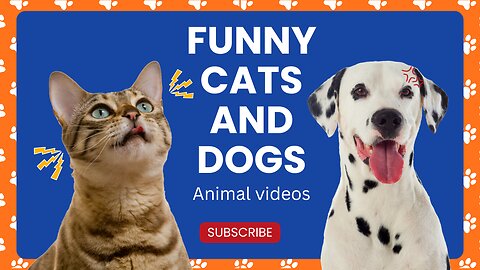 Funny animals - Funny cats and dogs - Funny animal videos