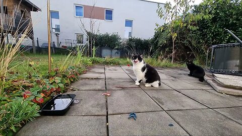 Highlight 3:06:23 – 3:11:24 von LIVE-Stream HD 1080p Garden with cats after rain in Austria Europe