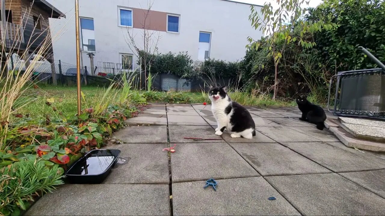 Highlight 3:06:23 – 3:11:24 von LIVE-Stream HD 1080p Garden with cats after rain in Austria Europe