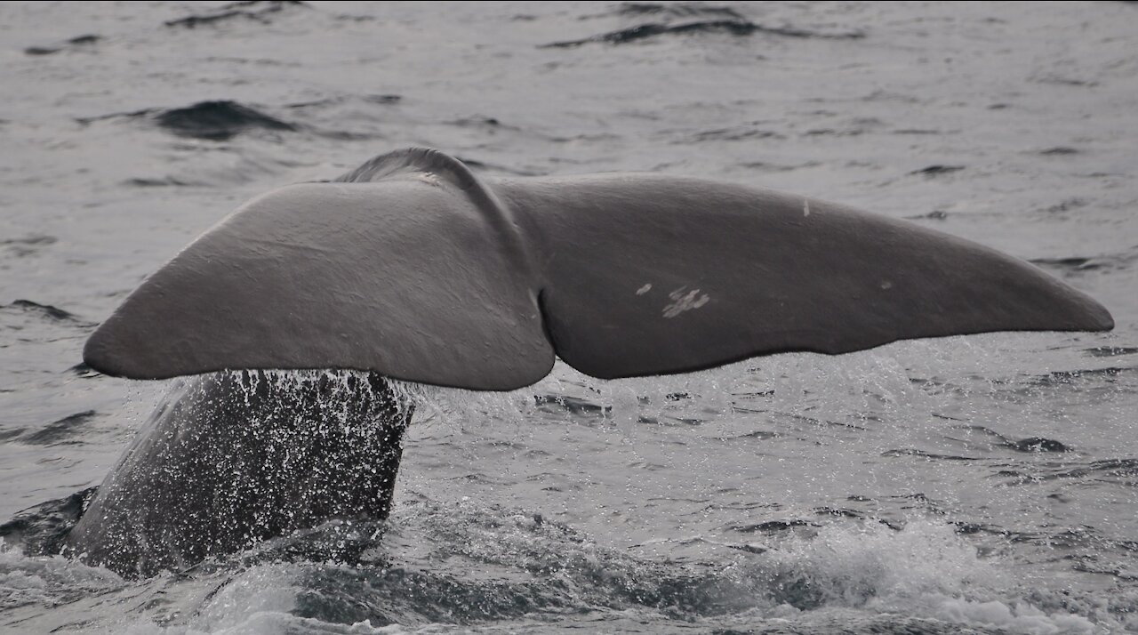 Aerial View Of A Whale