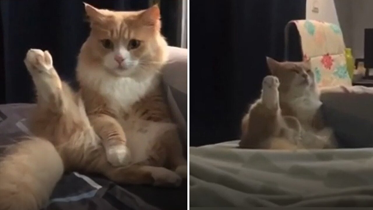 Adorable Kitty Is Definitely A True Yoga Master