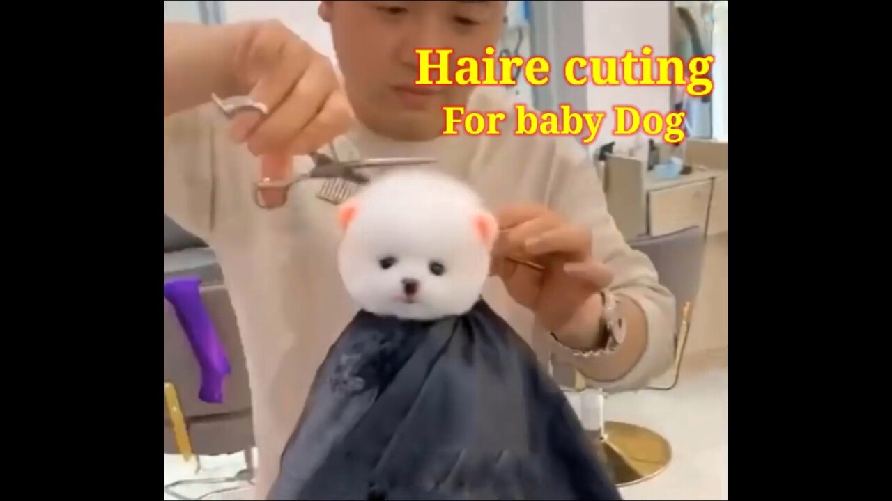 HOW TO HAIRE CUTING FOR BABY DOG