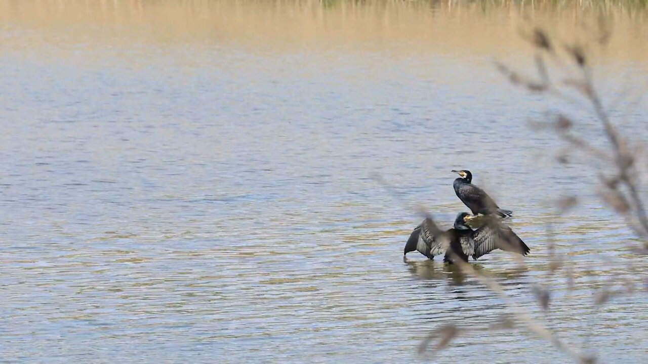 Cormorants Are Expressing Themselves On The Water