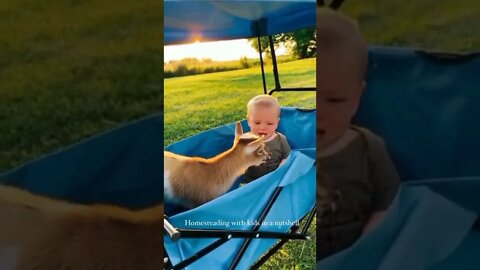 a goat playing with a kid baby cryingk