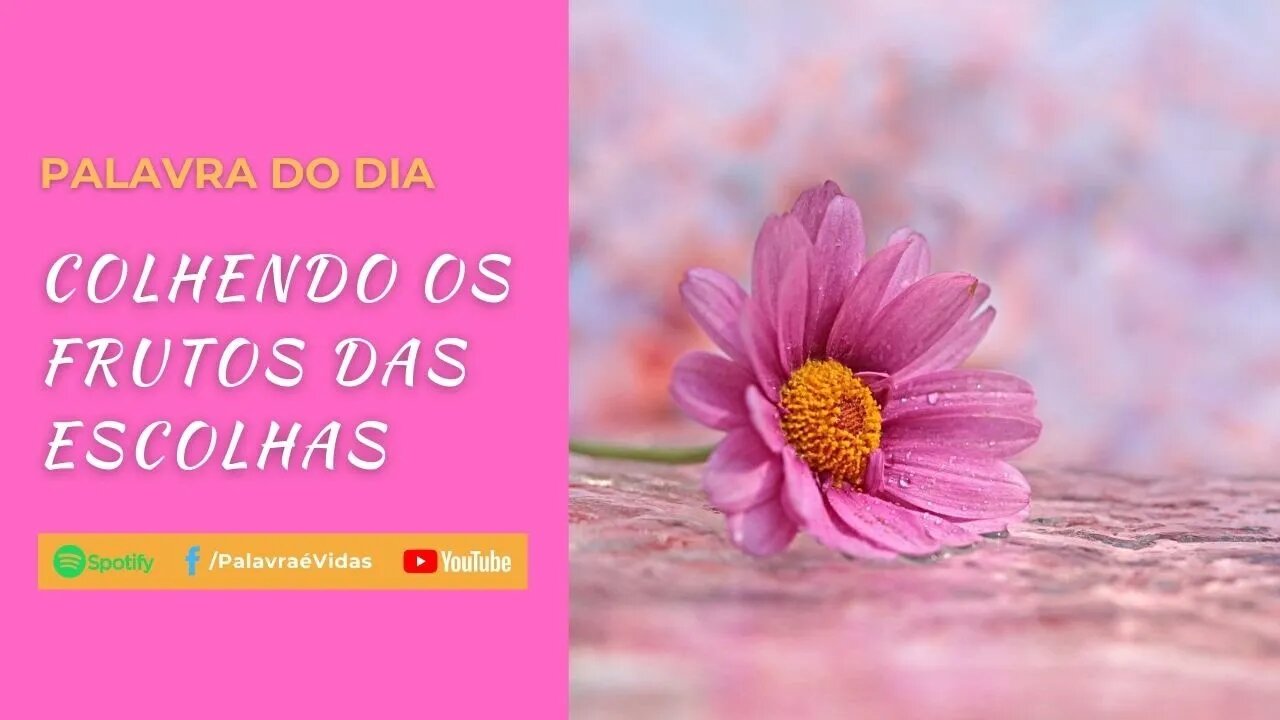 Com Deus você colhe o que plantou - Mensagem Colhendo os Frutos das Escolhas