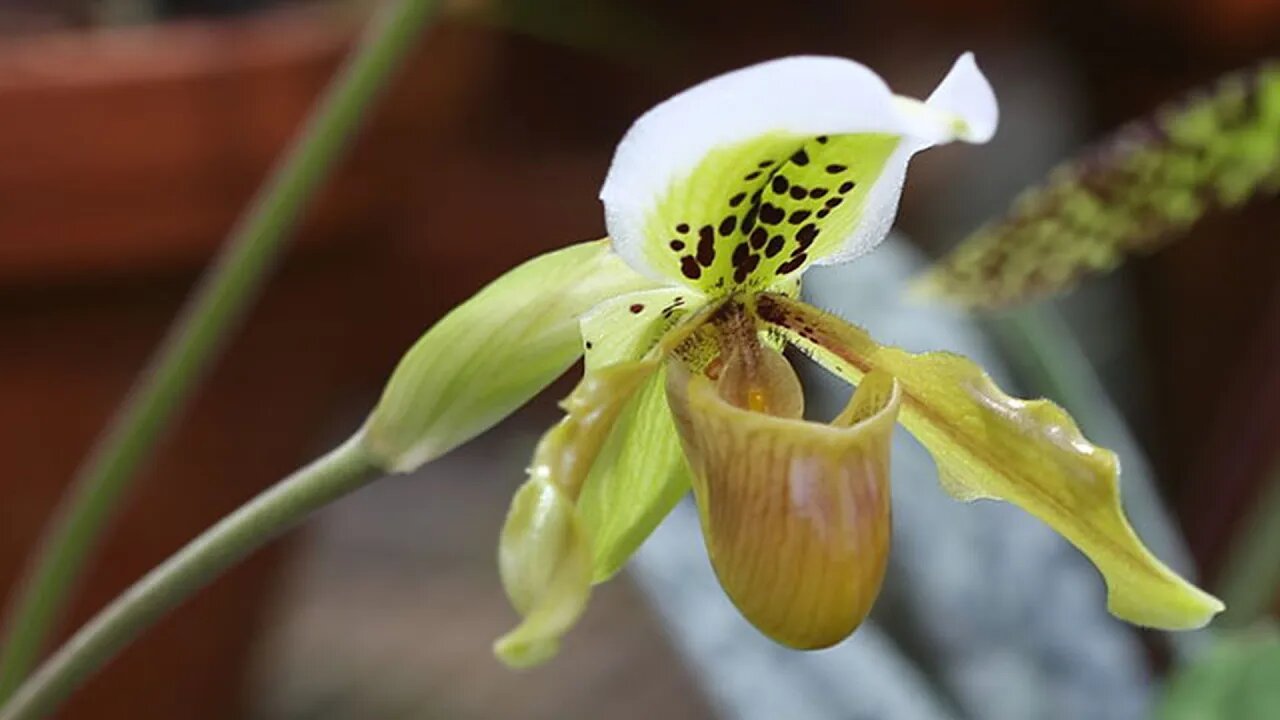 The Slipper Orchid - Paphiopedilum: NEW Sneaky Buy | Orchid Fever