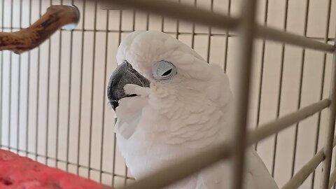 UPDATE on Onni Cockatoo and Merry Christmas