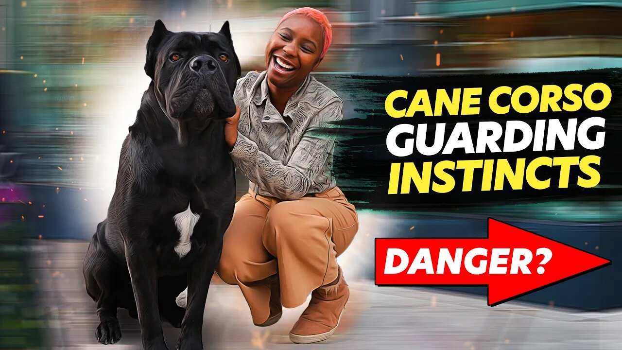 Cane Corso GUARDS Stranger IN ACTION!