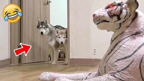 Funny Dog Videos - Baby Dogs