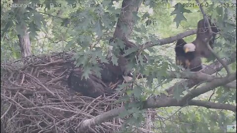 Hays Eagles Dad brings in huge shad and Mom flies in to feed H13 H14 H15 (great mantle) 6.1.21 15:33