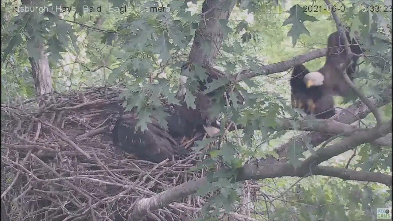 Hays Eagles Dad brings in huge shad and Mom flies in to feed H13 H14 H15 (great mantle) 6.1.21 15:33
