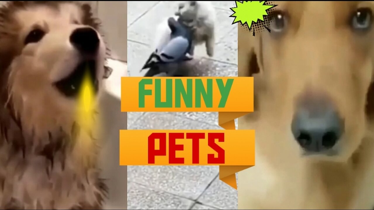 Funny dogs(FUNNY PETS) pets face reaction