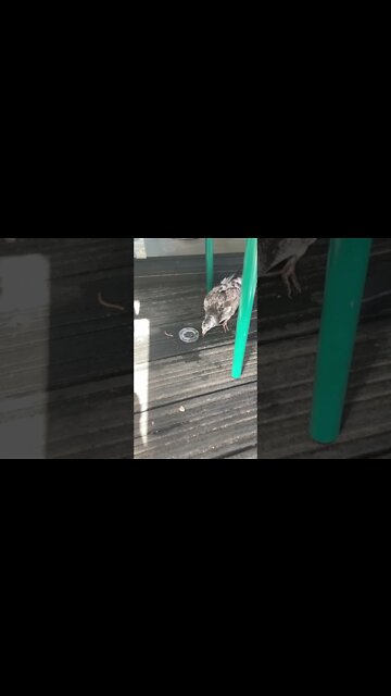 A pigeon stopped @Wingstop and needed help, what are the chances?! 🙂 He was dehydrated. Ok now ❤️