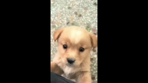 cute puppy barking🤗✨