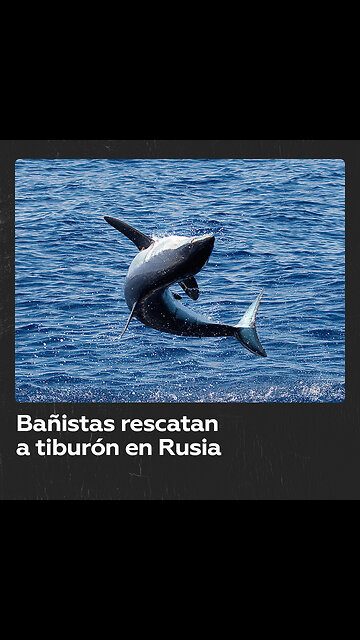 Bañistas rescatan a tiburón atrapado en Rusia