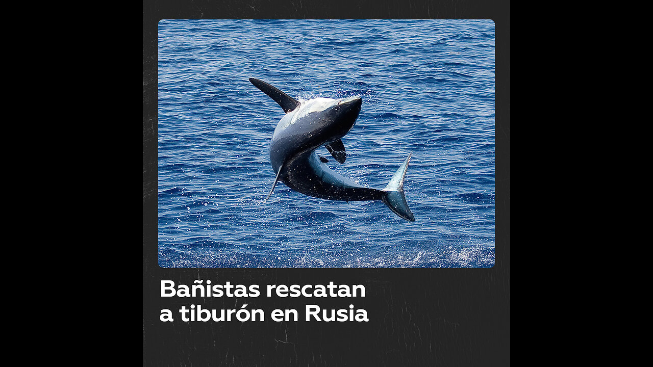 Bañistas rescatan a tiburón atrapado en Rusia