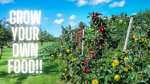 Top 10 Tips Before Starting Your Fruit Tree Garden/Food Forest | Things You Should Know!!