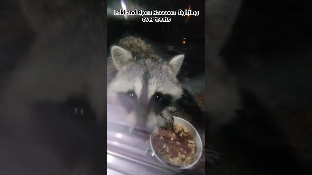 Loki and Bjorn Raccoons fighting over treats. #raccoon #raccoonandfriends #raccooncity