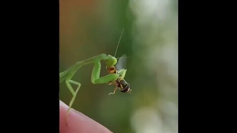 Mantis having breakfast - Daily Dose of Nature