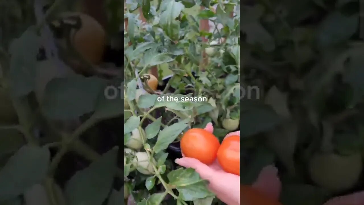 First Tomatoes of the Season