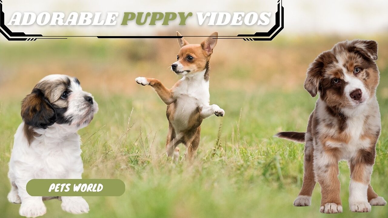 Adorable Pets in HD: Cats, Dogs, and More Doing the Cutest Things Ever #pets #viral |PETSIMAL|