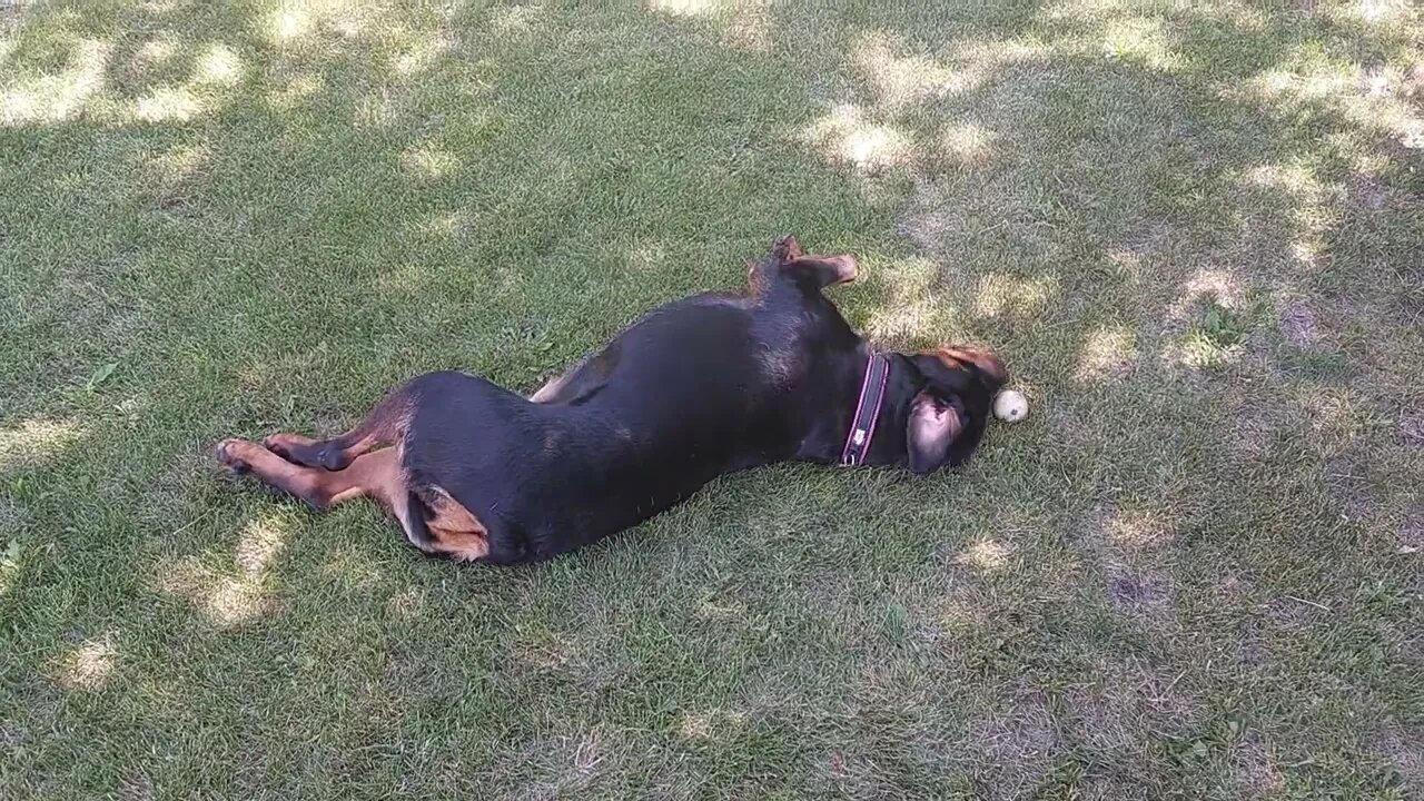 Rottweiler (Feddie) - Just Kicking Back.