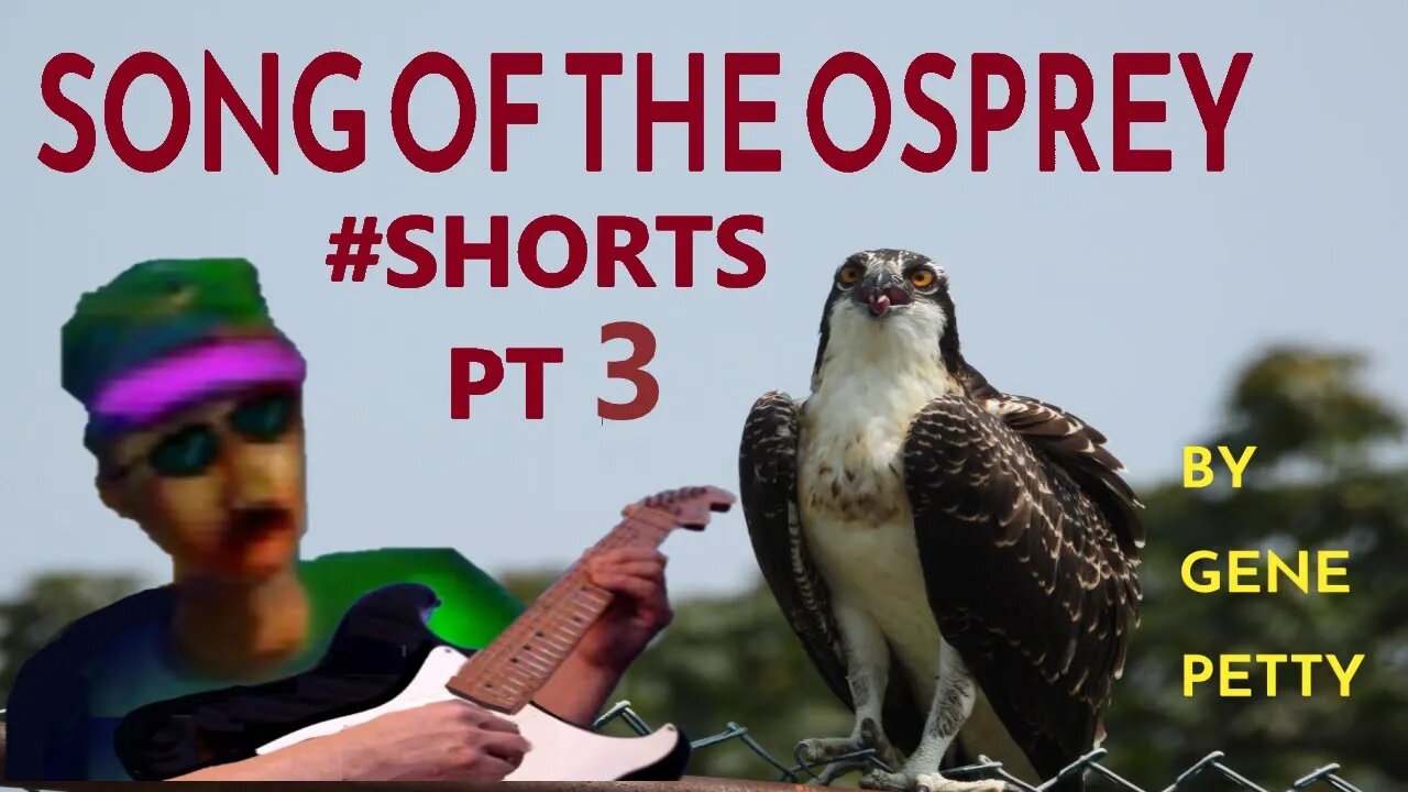 Song Of The Osprey Pt 3 #Shorts By Gene Petty