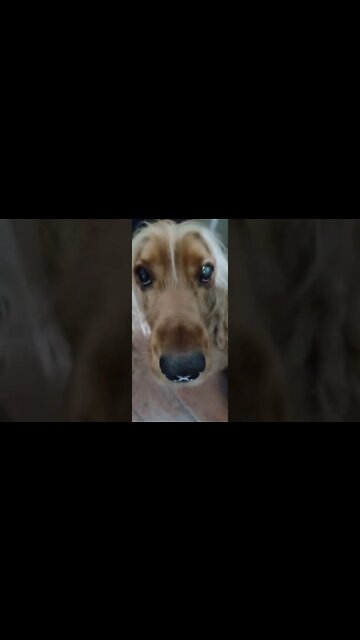 #dogshow , #animals , #dogs , #shorts