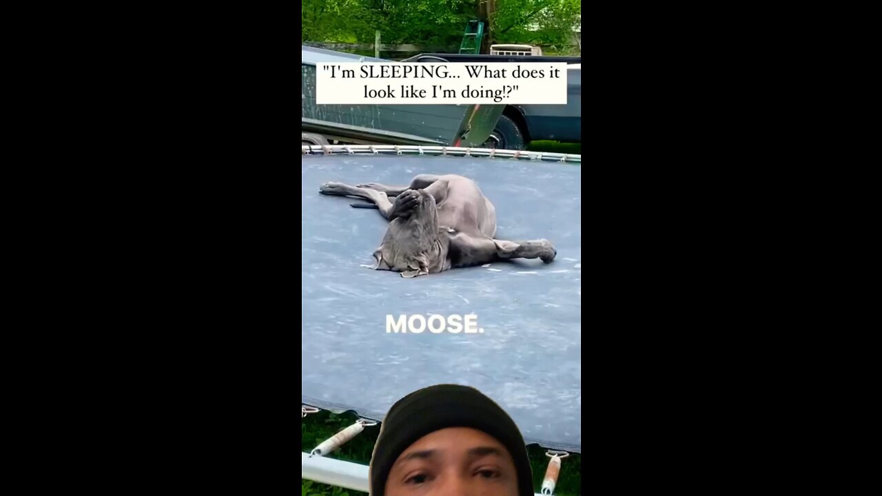 Why You Gotta Do Moose Like That?