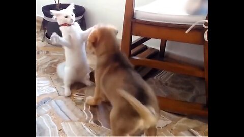 Funny animals video