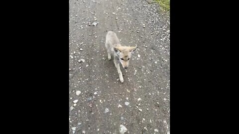 Coyote pup rare find