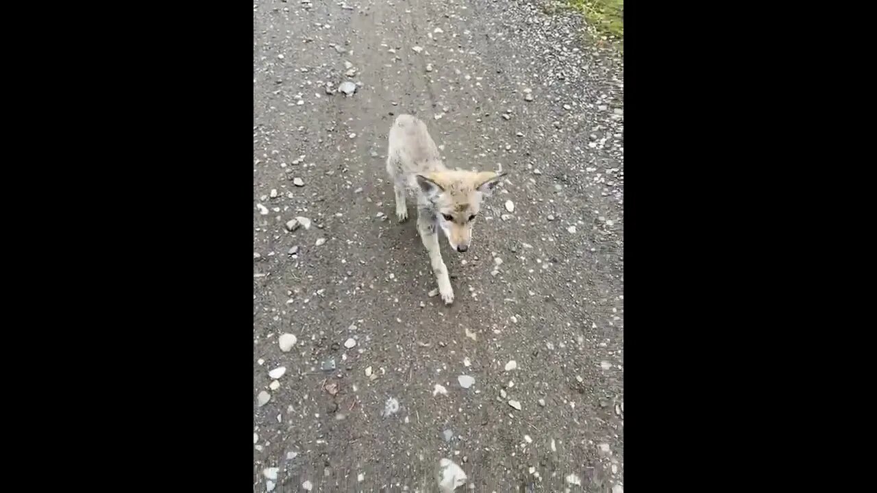 Coyote pup rare find