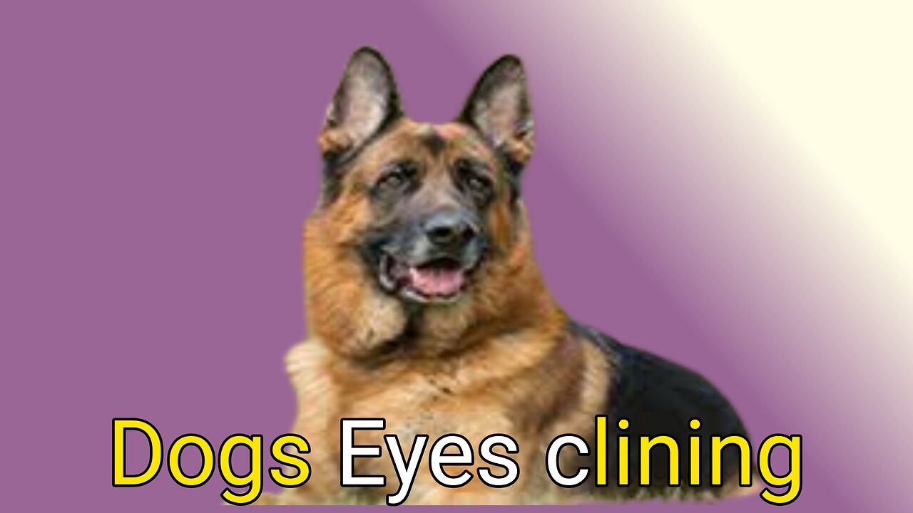 Dogs eye care