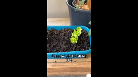 Food From Food