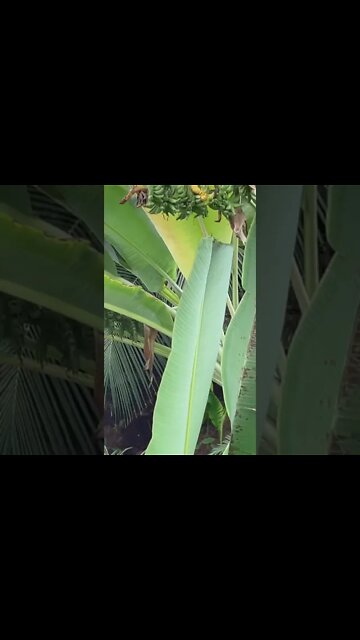 서울식물원 온대 온실 새소리 열ㄷㅐ우림