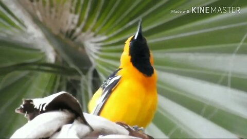 "New World Oriole" knockin back a few raindrops after heat wave 3/1/20 Bonita,SD,CA