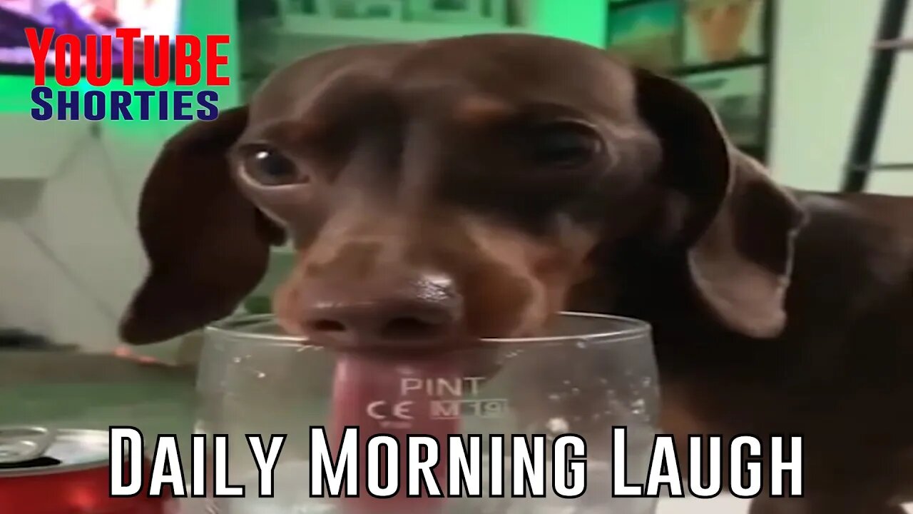 Funny Morning Laugh - 30 Seconds to Start Your Day Right