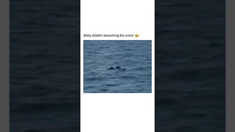 Tiny hops 😂🐬