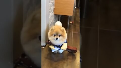 Funniest and Cutest dog Compilation #2022 Part 2