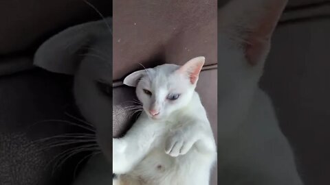 KUCING LUCU #PART 28