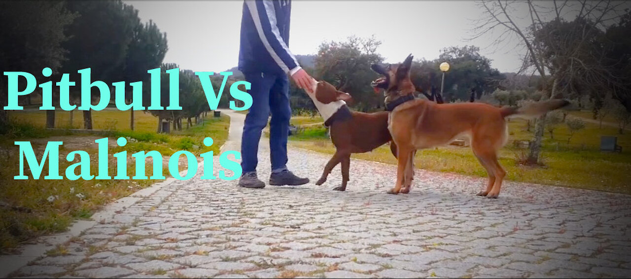 Pitbull Vs Malinois Competição 01- Corrida